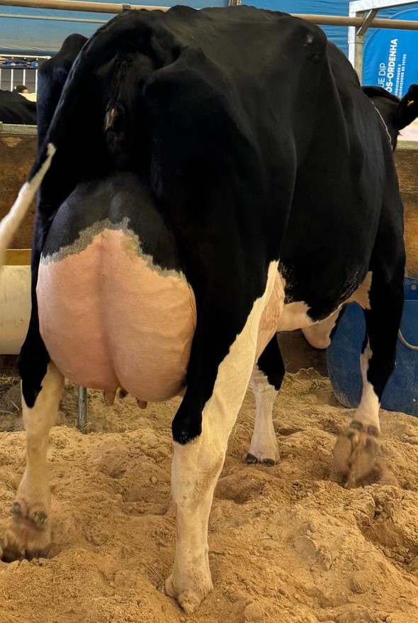 Vaca holandesa produzindo 114,83 Kg de leite por dia ganha torneiro leiteiro no Paraná 